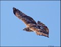 _5SB6903 red-tailed hawk